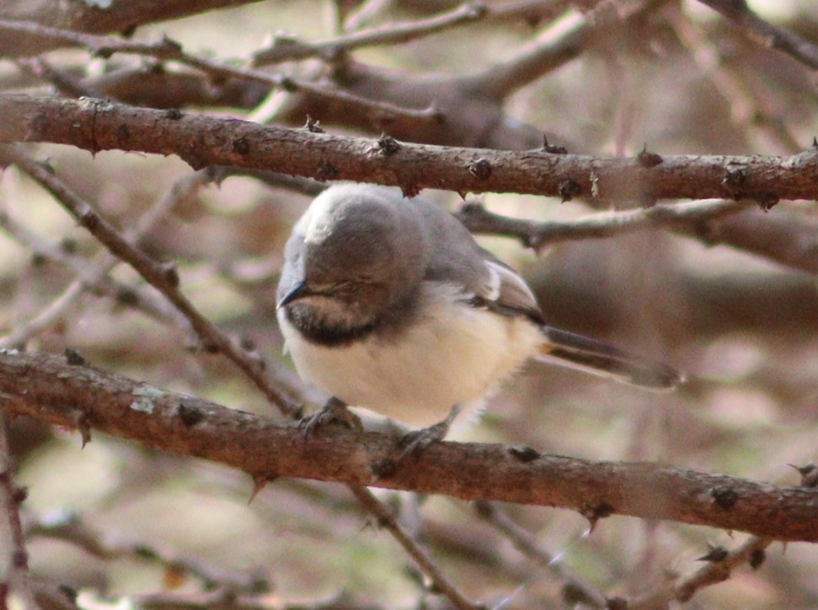 Banded Parisoma - ML520234781