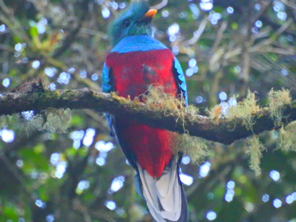 Resplendent Quetzal - James Bozeman