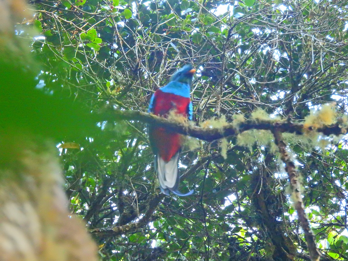 Resplendent Quetzal - James Bozeman