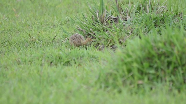 Tinamou tacheté - ML520235561