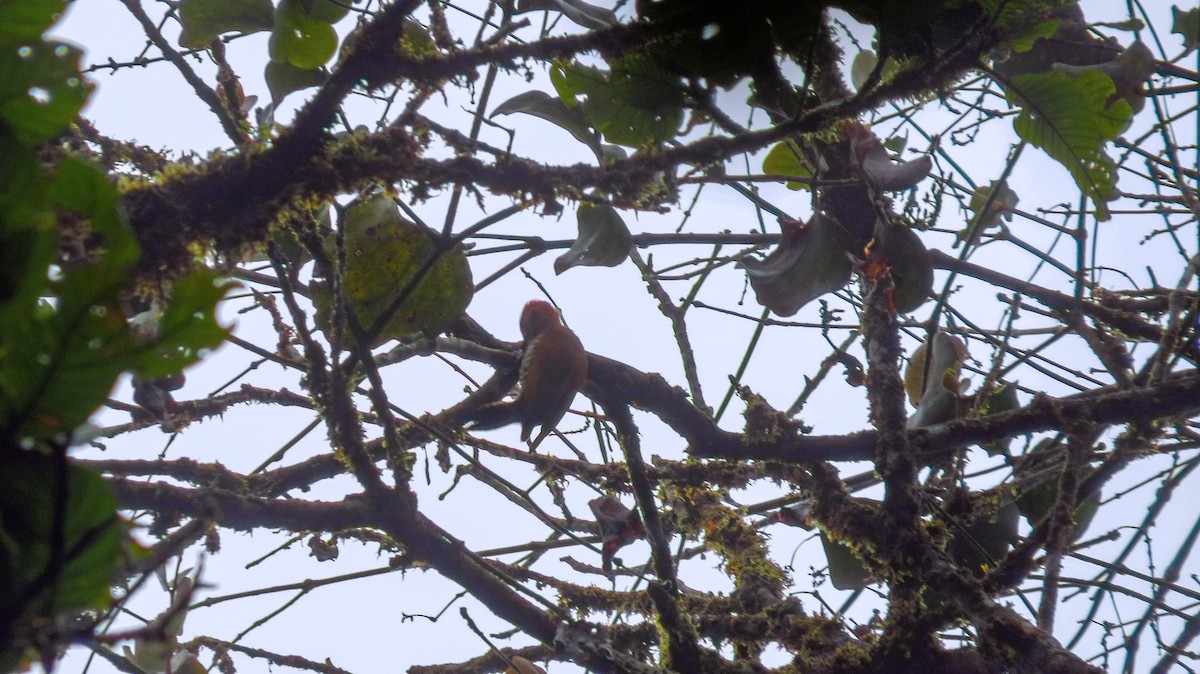 Red-stained Woodpecker - ML52023591