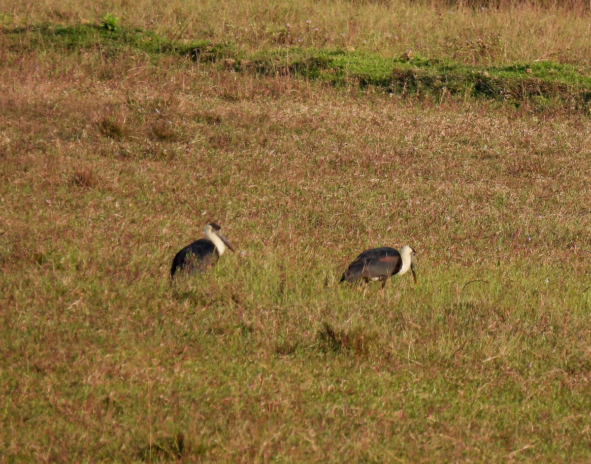 Asian Woolly-necked Stork - ML520236581