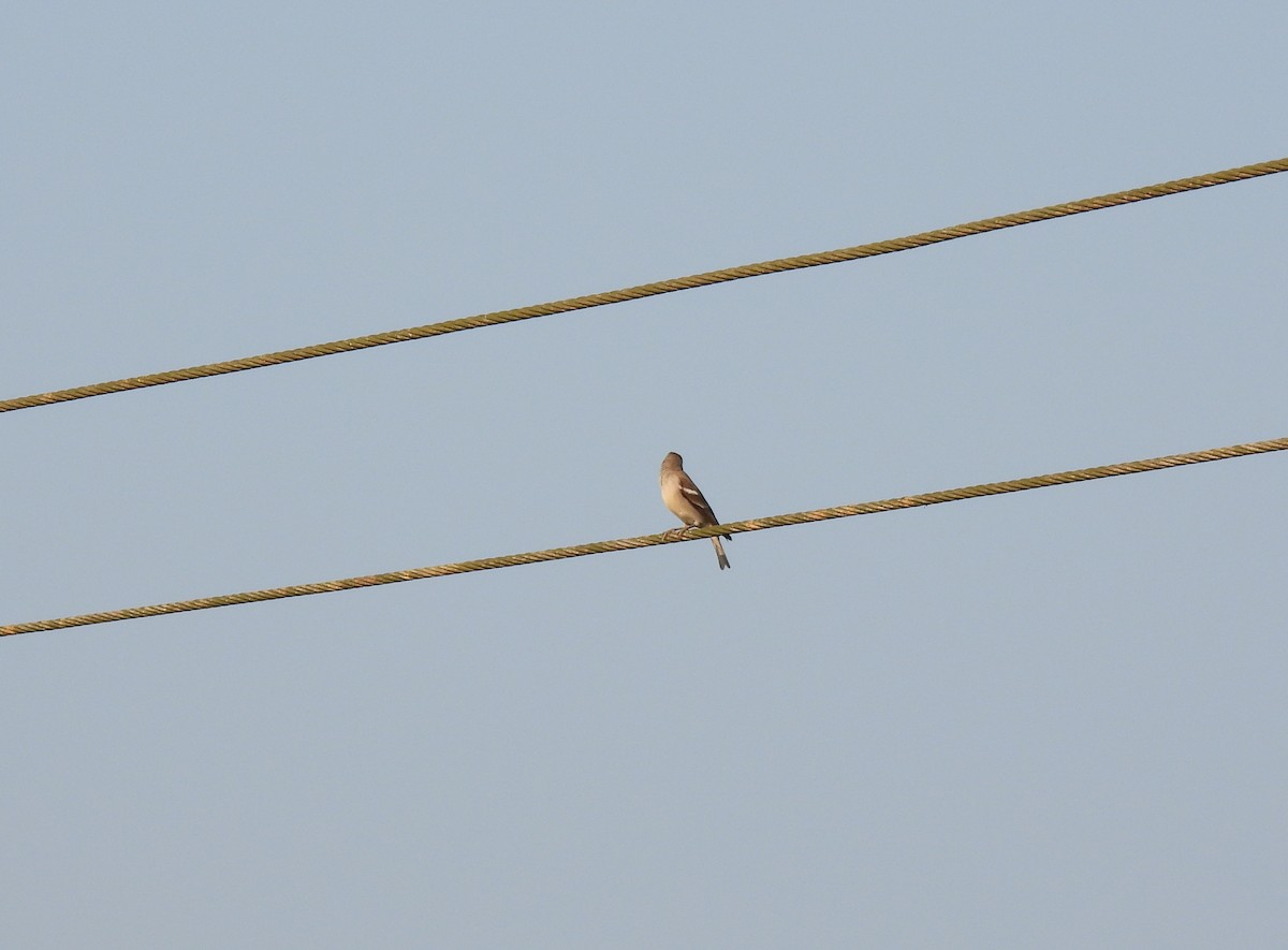 Yellow-throated Sparrow - ML520237151