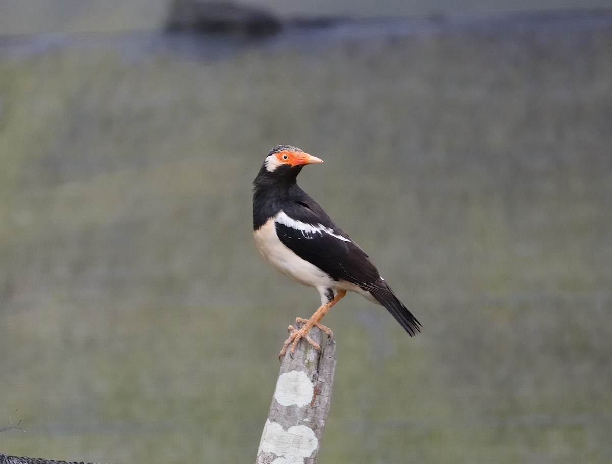 Siamese Pied Starling - Lor. Jerun Kid