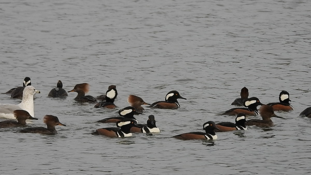 Hooded Merganser - ML520238041