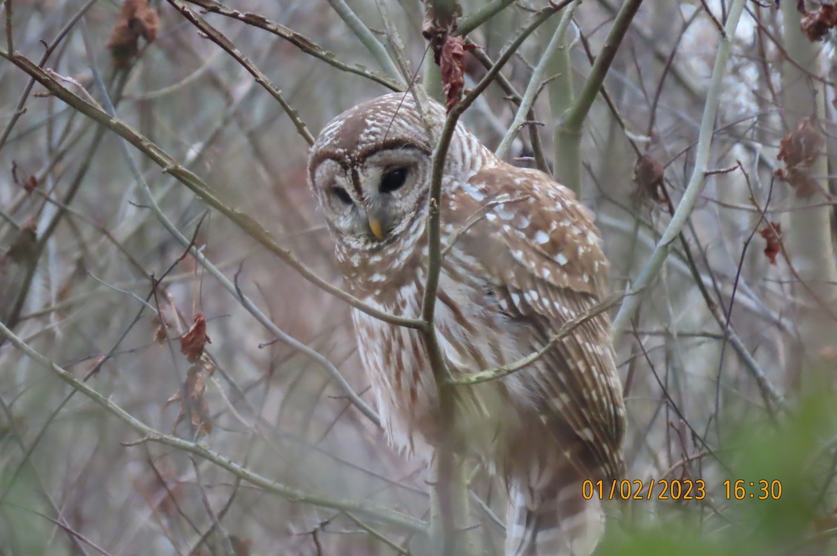 Barred Owl - ML520240101