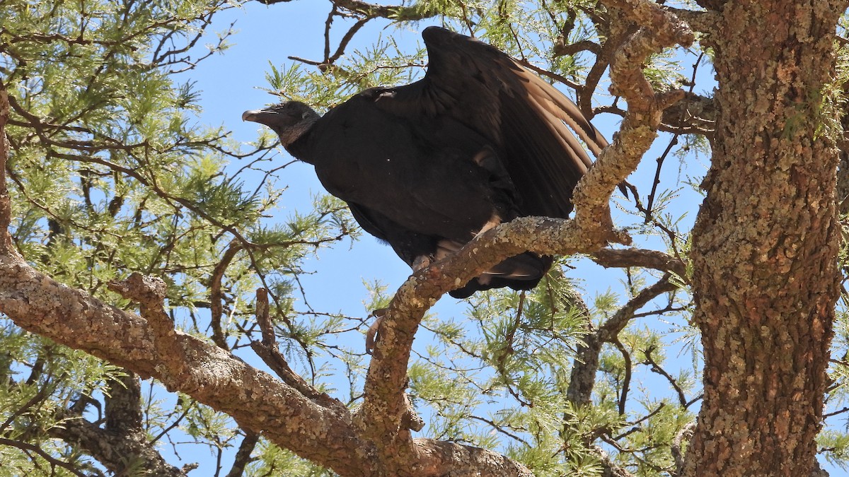 Black Vulture - ML520240721