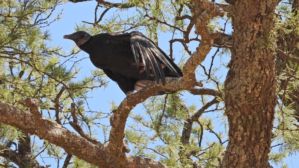 Black Vulture - ML520240731