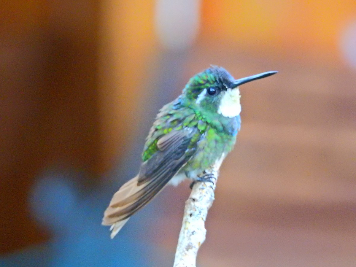 Colibri à ventre châtain - ML52024171