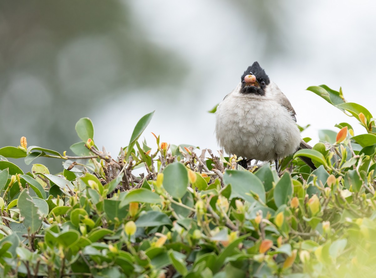 Bulbul Ventridorado - ML520243311
