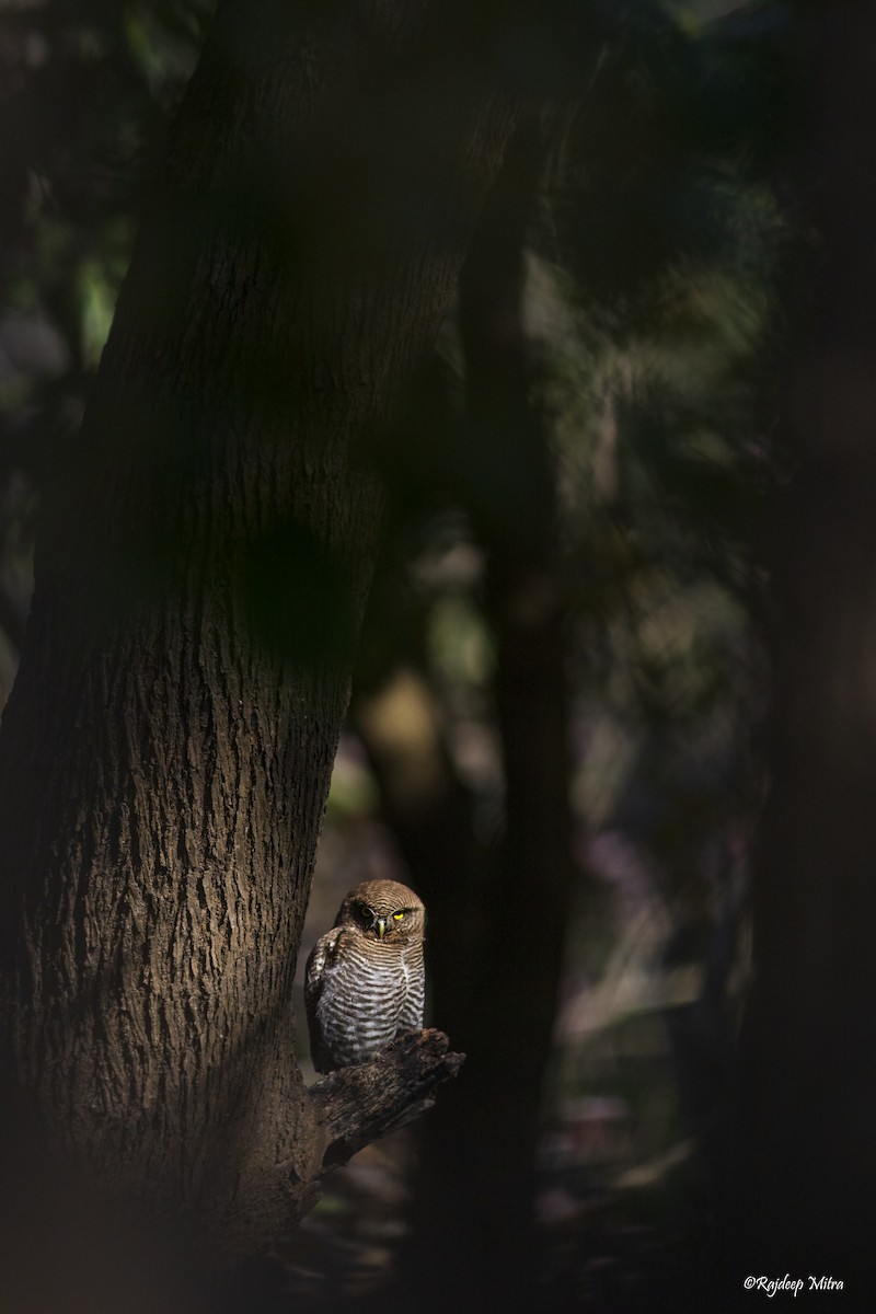 Jungle Owlet - ML520244541