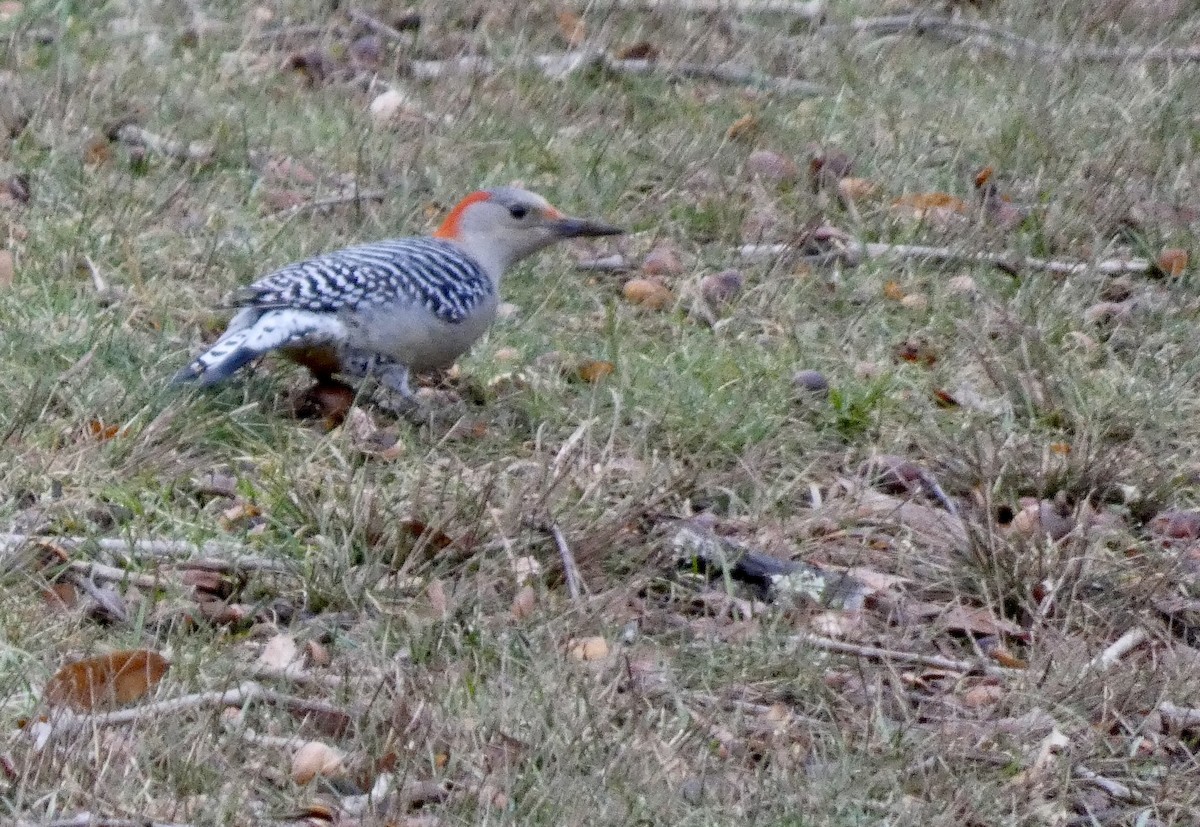 Red-bellied Woodpecker - ML520246201