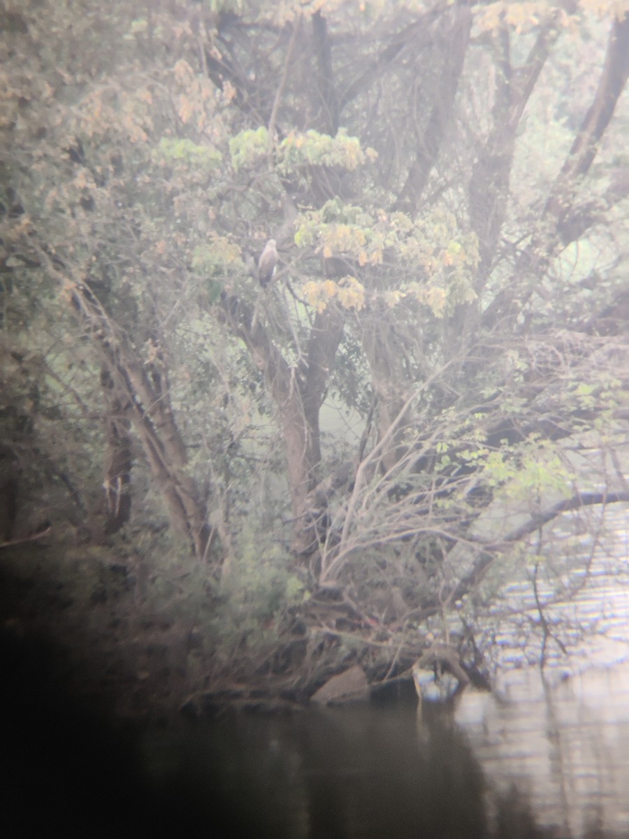 Lesser Fish-Eagle - ML520246611