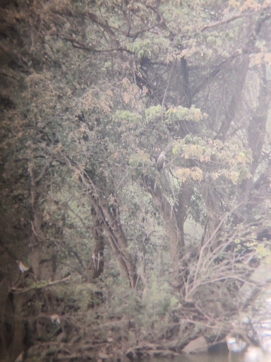 Lesser Fish-Eagle - ML520246621