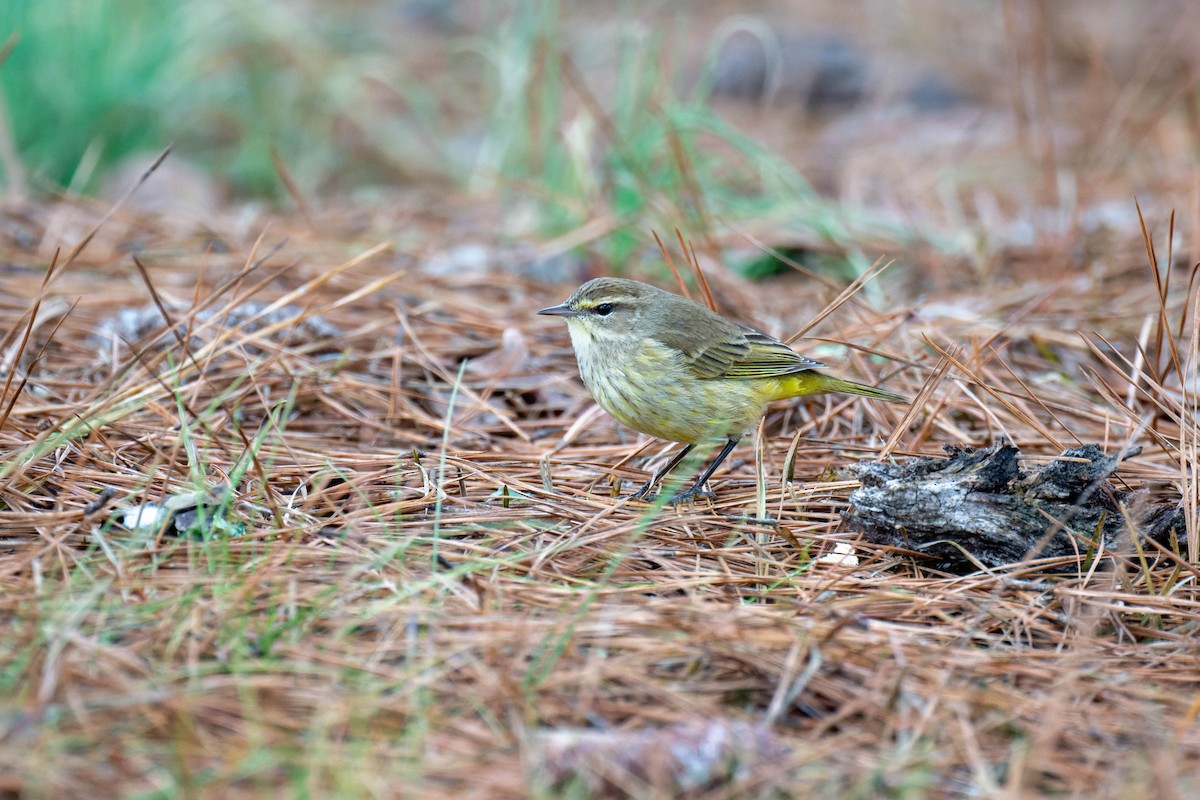 Palm Warbler - ML520246711