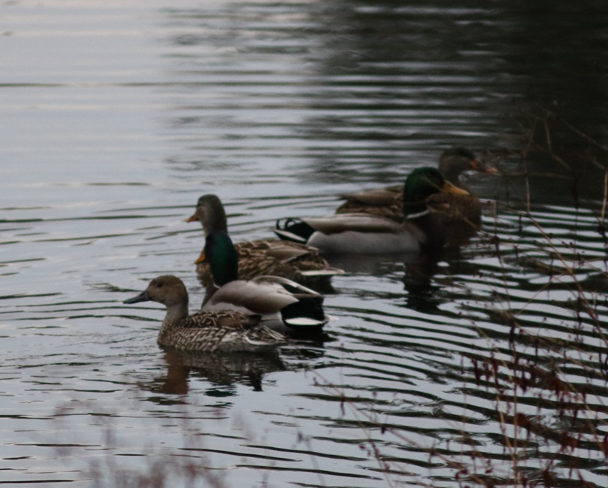 Northern Pintail - Jeff Cherry