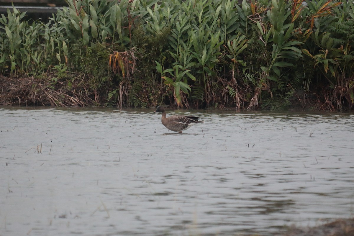 Tundra Bean-Goose - ML520250891