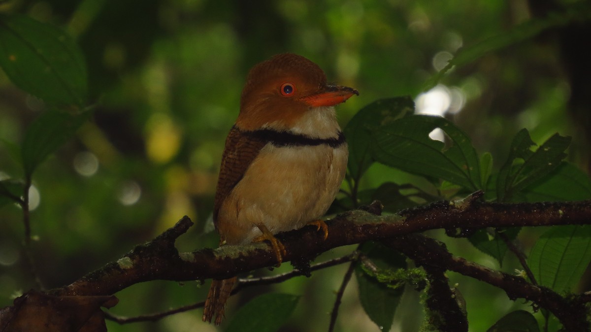 Collared Puffbird - ML52025181