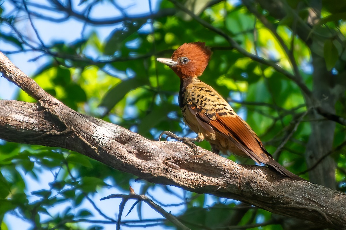 Kaempfer's Woodpecker - André Adeodato - Aves de Sobral