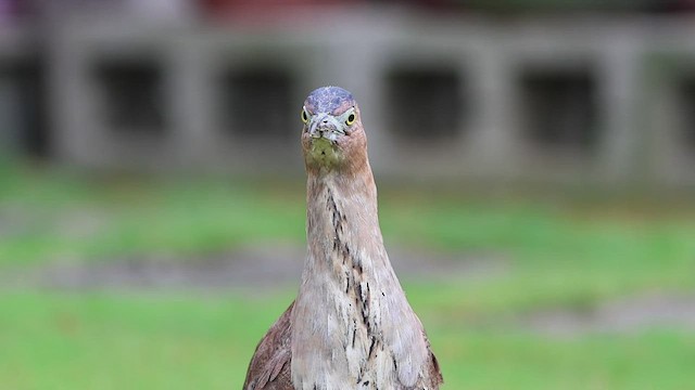 Malayan Night Heron - ML520252611