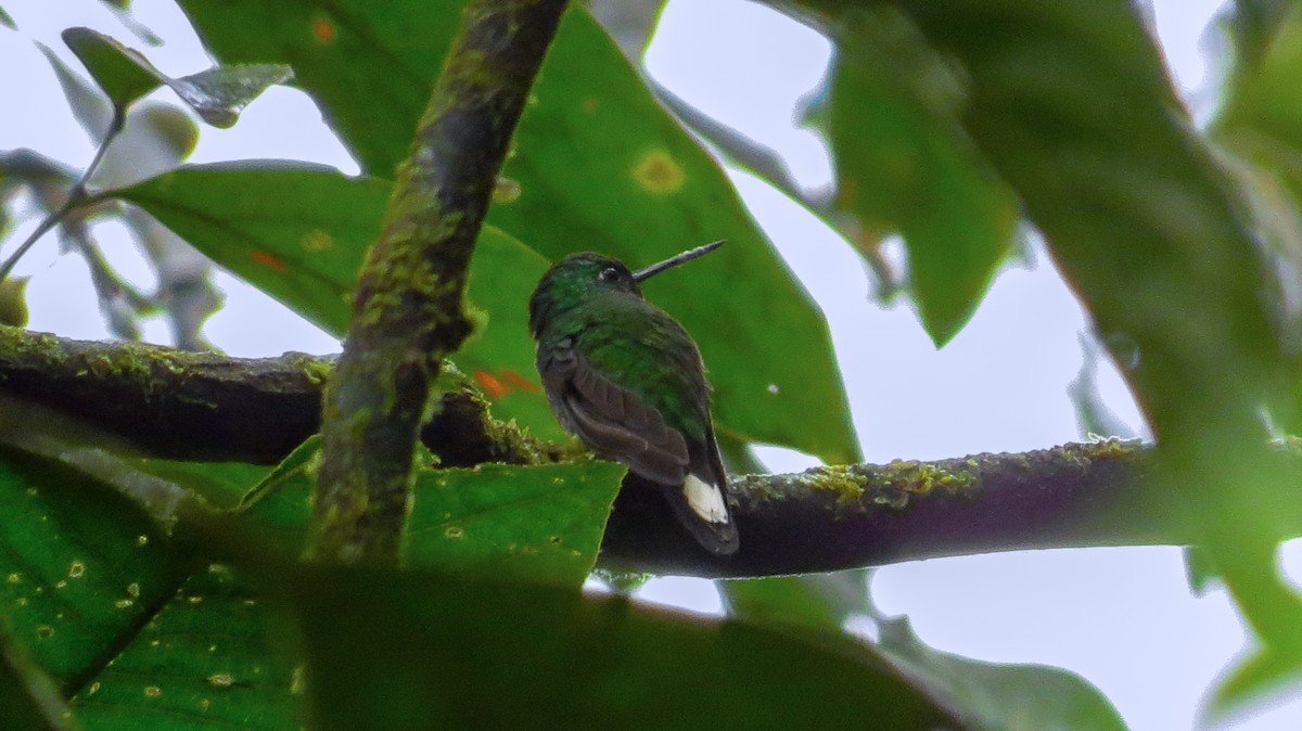 kolibřík rezavořitý - ML52025291