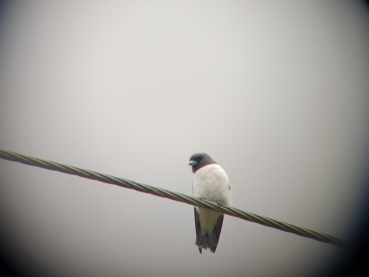White-breasted Woodswallow - Sooraj  Sekhar