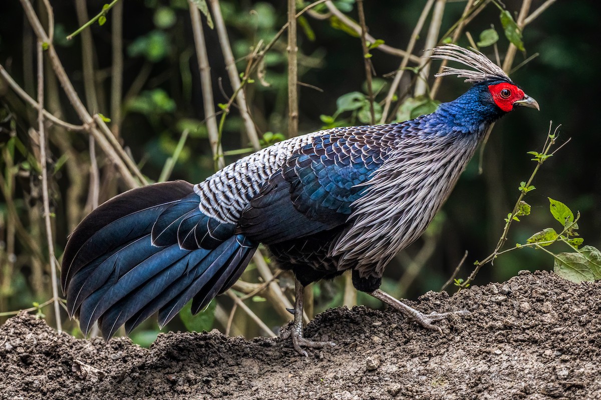 Kalij Pheasant - Vivek Saggar