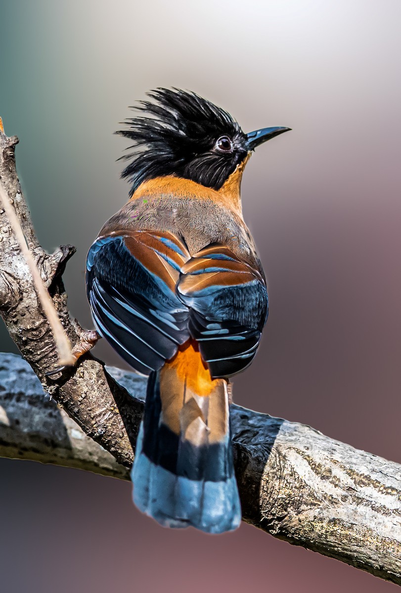 Rufous Sibia - Vivek Saggar
