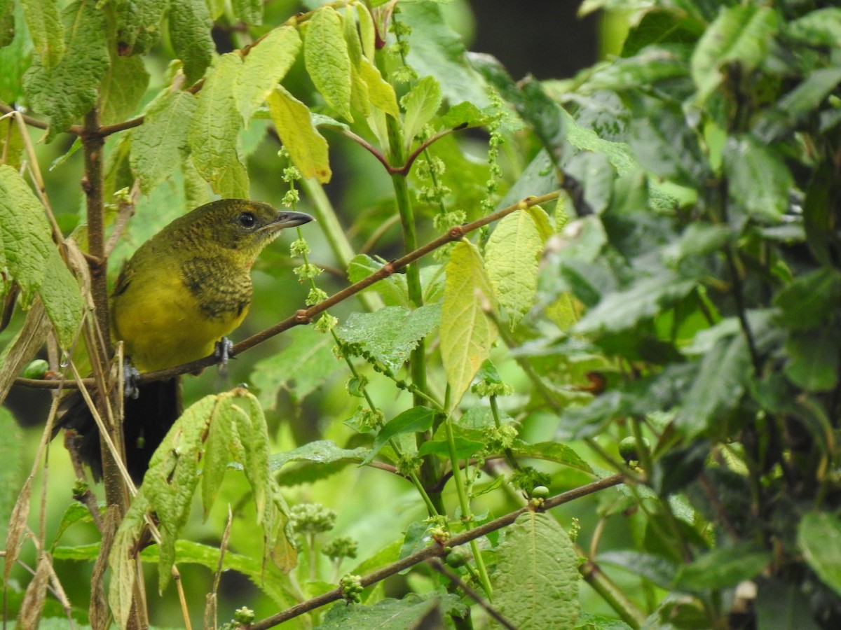 Doherty's Bushshrike - ML520256221