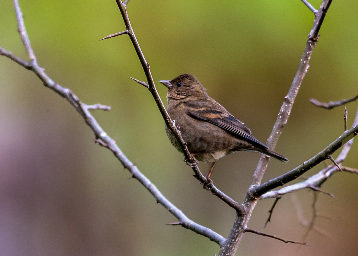 Dark-breasted Rosefinch - ML520256391