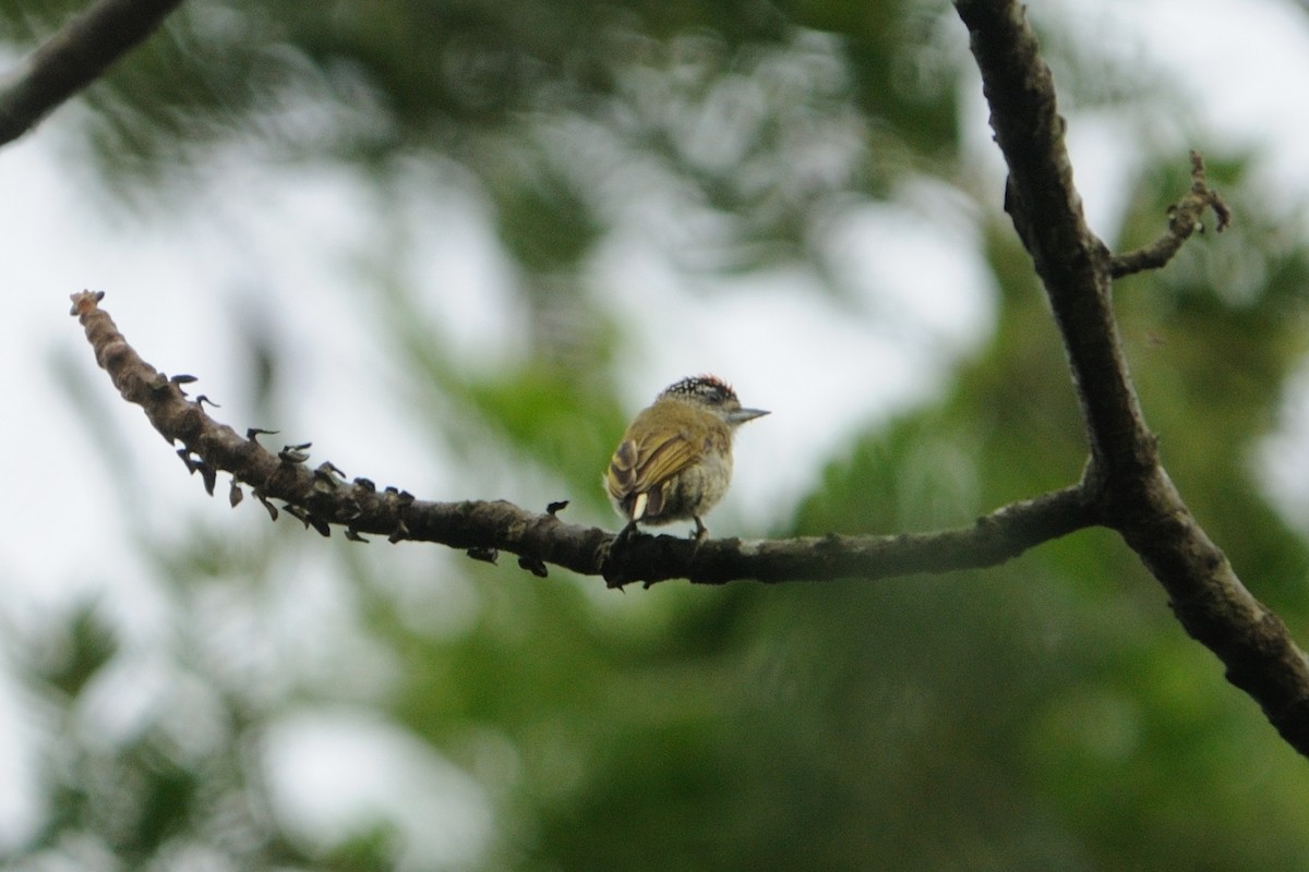 Fine-barred Piculet - ML520256591