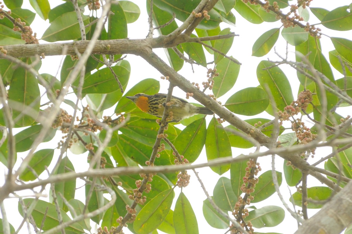 Yaldızlı Barbet - ML520256601