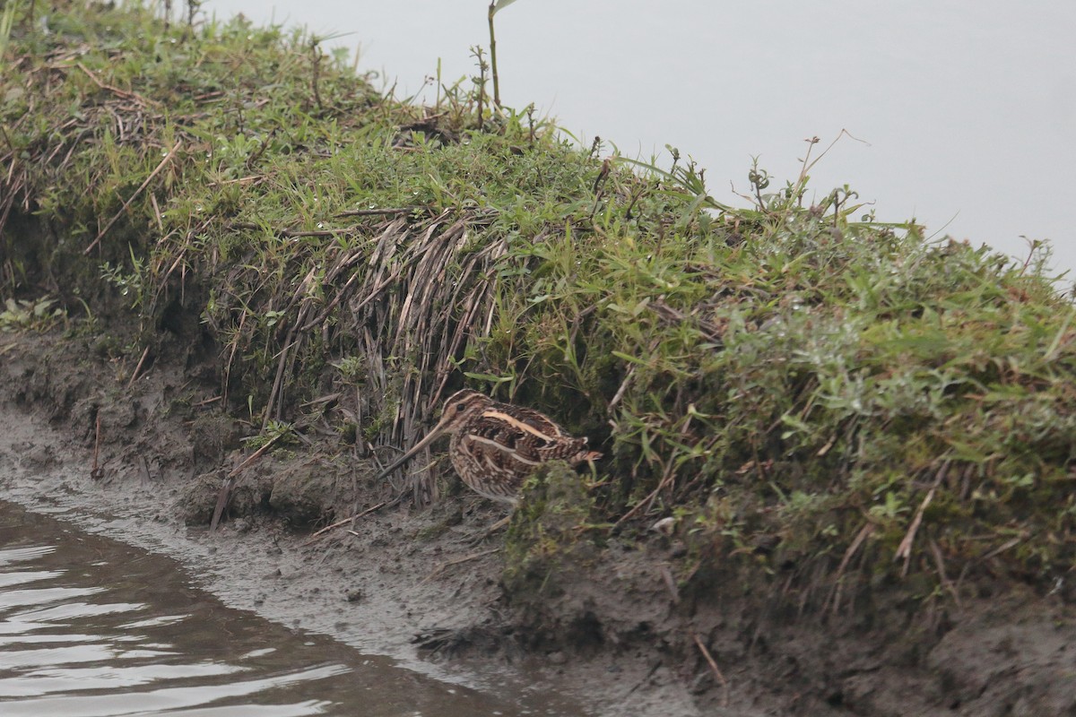 Common Snipe - ML520257031