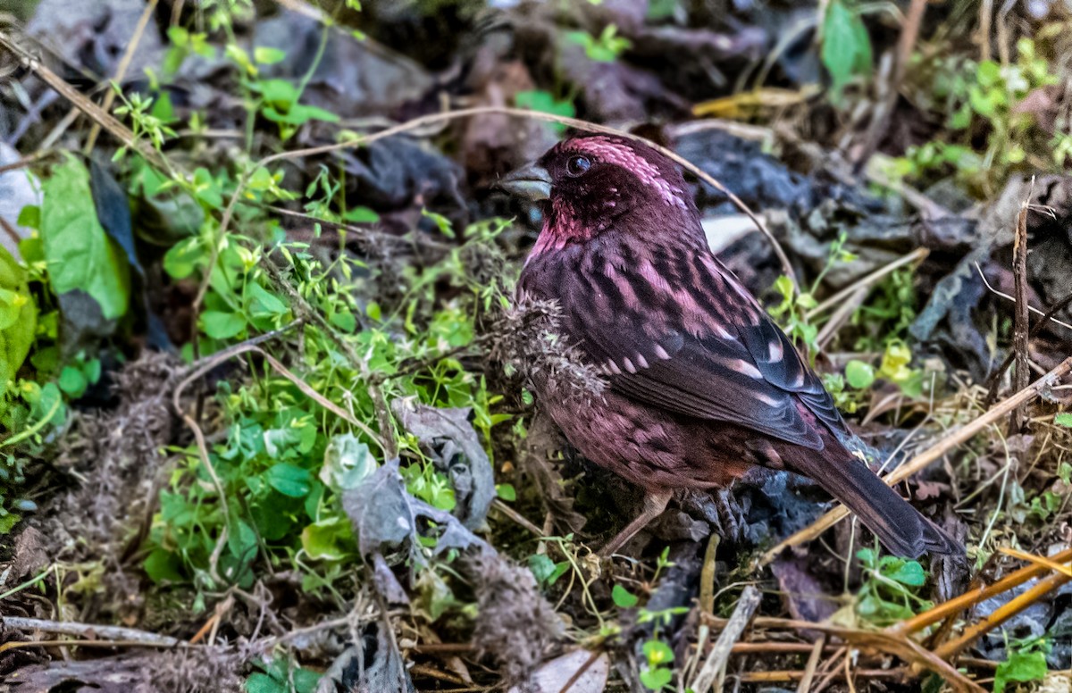 Spot-winged Rosefinch - Vivek Saggar