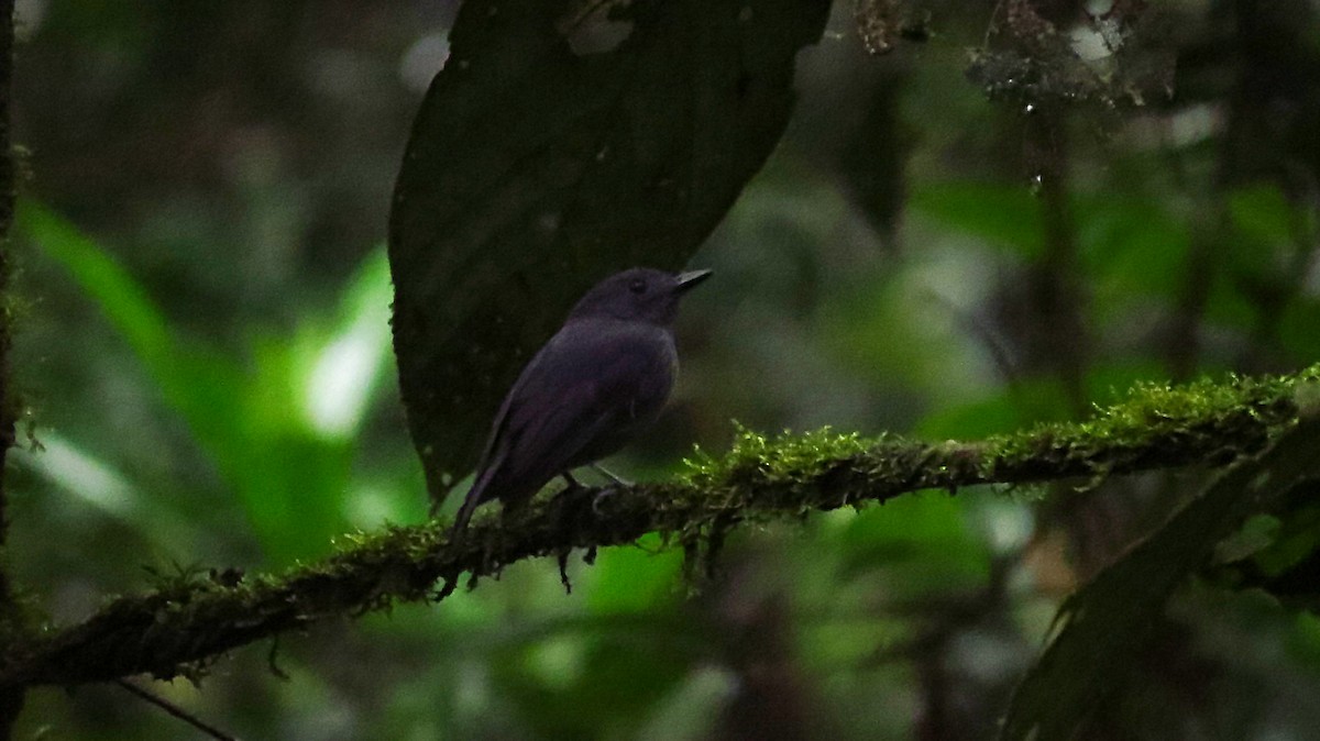 Dusky-throated Antshrike - ML52025751