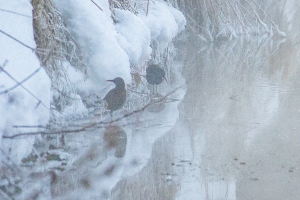 Water Rail - ML520257601