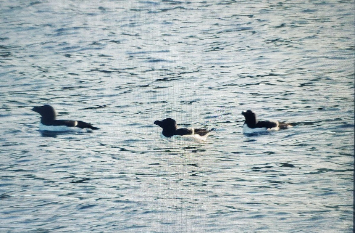 Razorbill - ML520257881