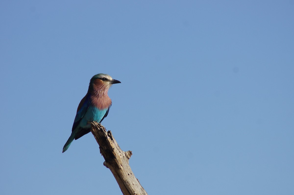 Lilac-breasted Roller - ML520257961