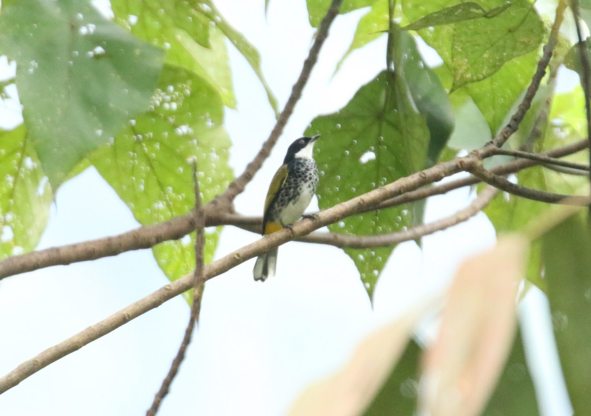 Scaly-breasted Bulbul - ML520259431