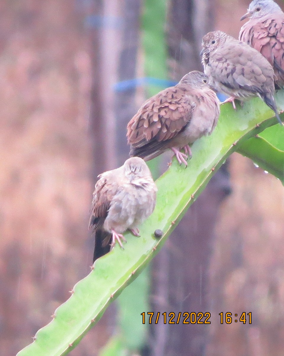 Ruddy Ground Dove - ML520261001