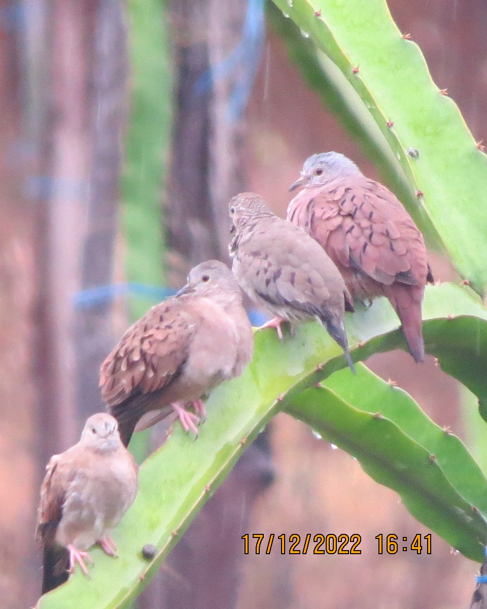 Ruddy Ground Dove - Gary Bletsch