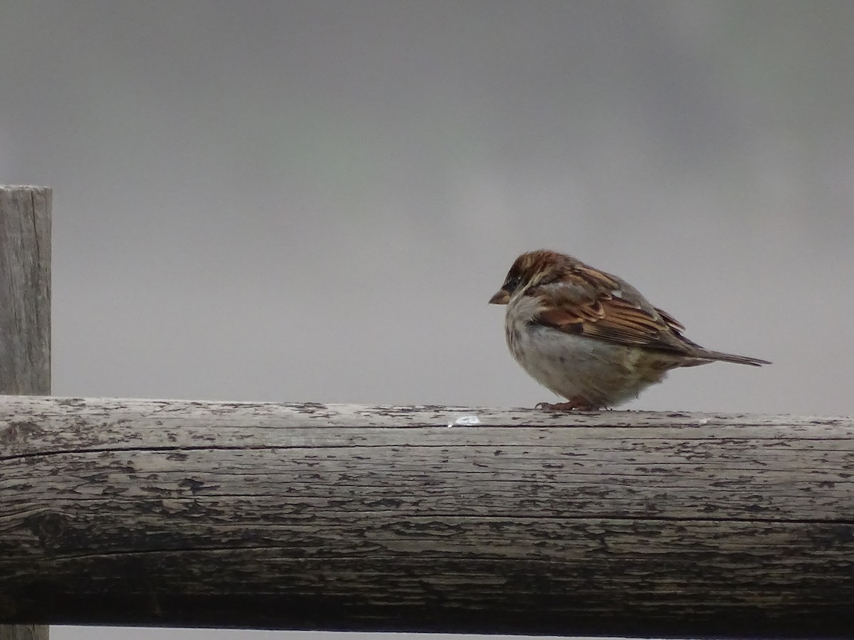 House Sparrow - ML520261381