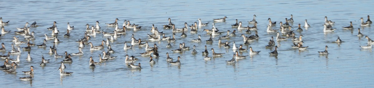 Red-necked Phalarope - ML520261481