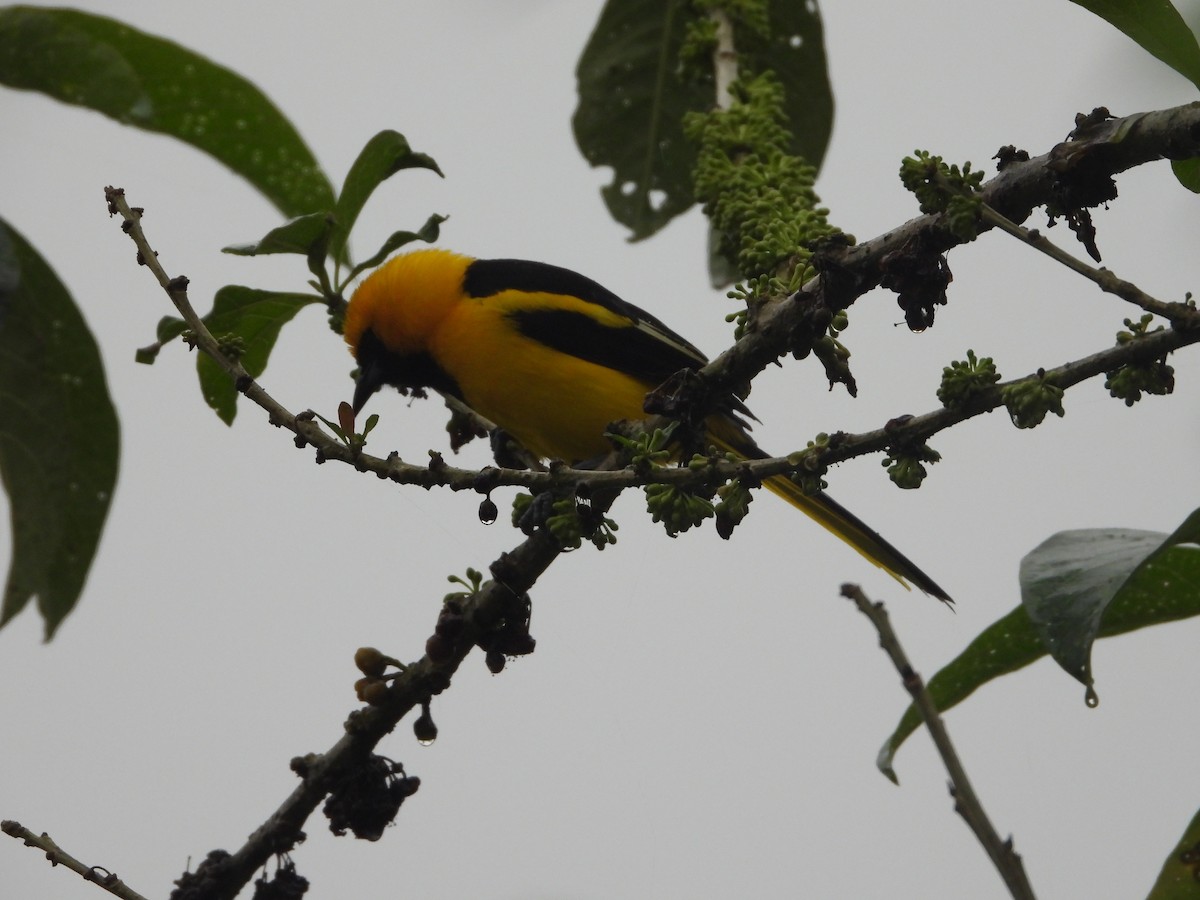 Yellow-tailed Oriole - ML520261941