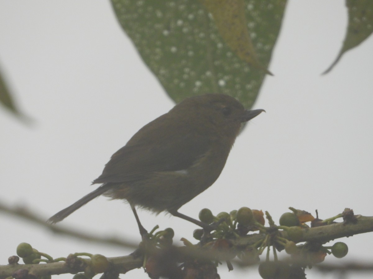 White-sided Flowerpiercer - ML520262151