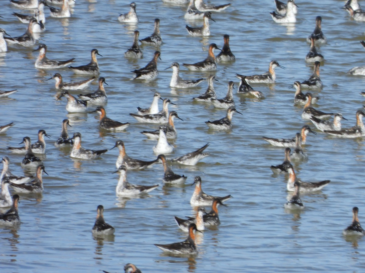 Red-necked Phalarope - ML520262161