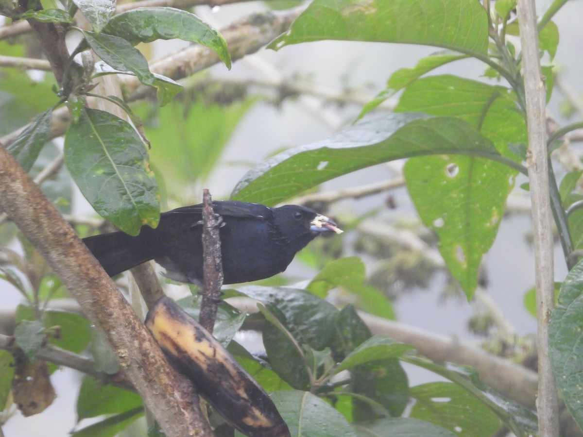 White-lined Tanager - ML520262201
