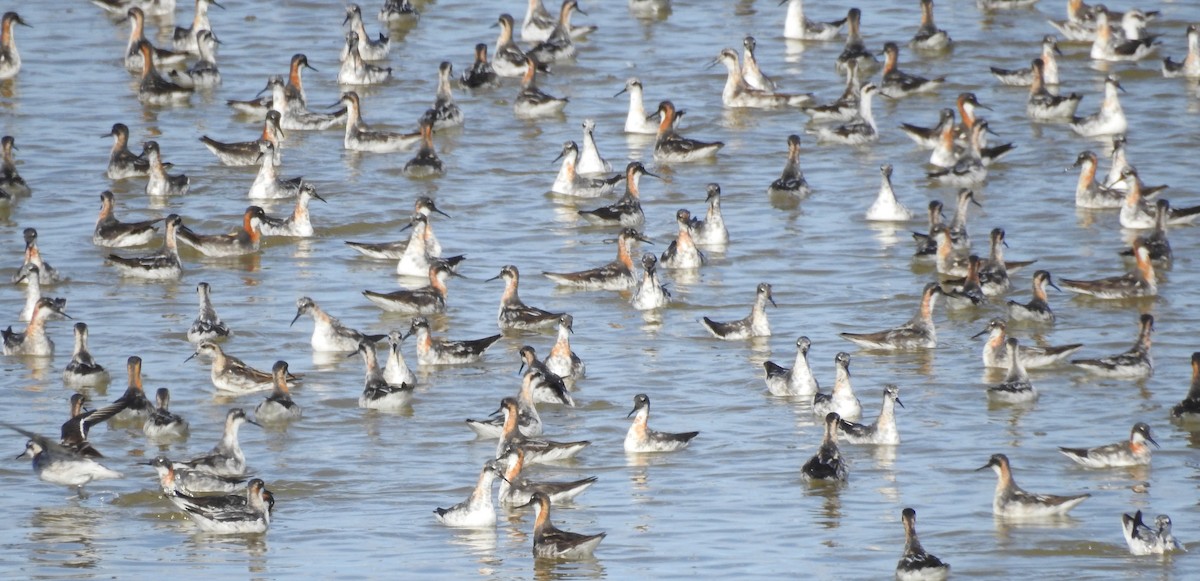 Red-necked Phalarope - ML520262641