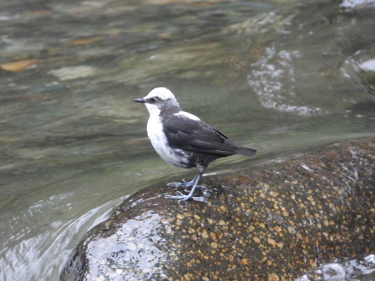 White-capped Dipper - ML520262651