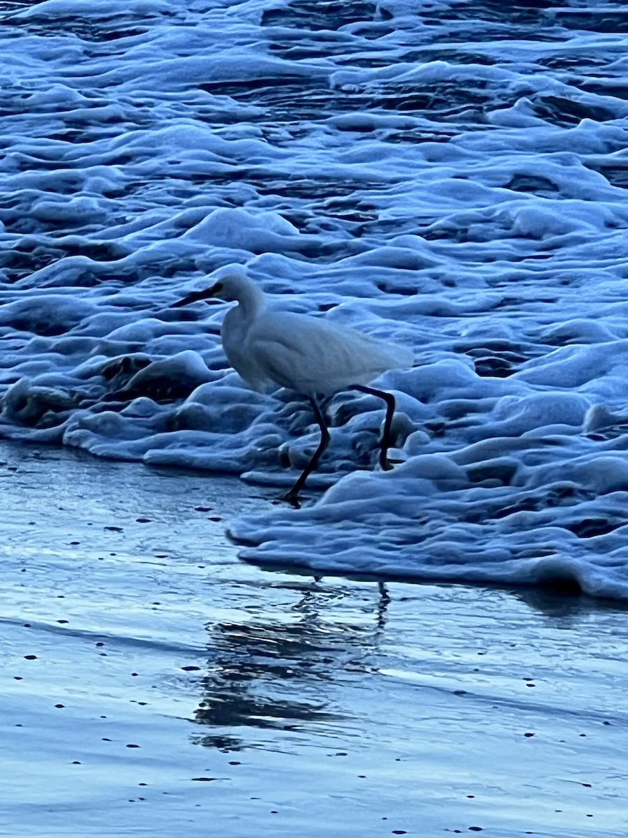 Snowy Egret - ML520262691